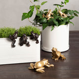 Sammakko kultainen 10951