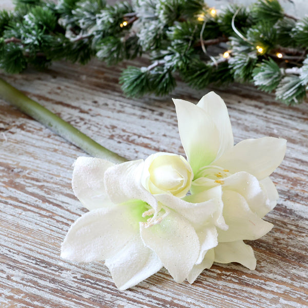 Chic amaryllis 11715