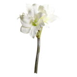 Chic amaryllis 11715