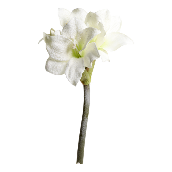 Chic amaryllis 11715