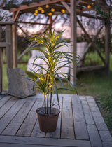 Bali koristepuu 90cm 12306